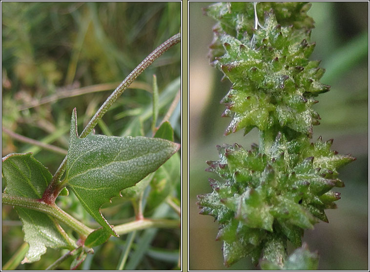 Babington's Orache, Atriplex glabriuscula