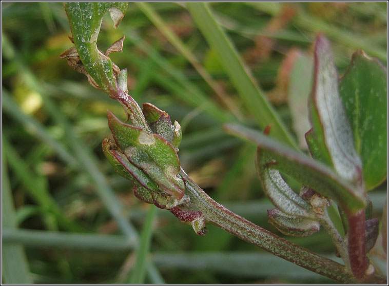 Babington's Orache, Atriplex glabriuscula