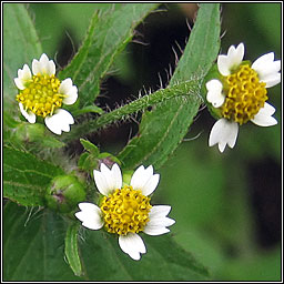 Shaggy Soldier, Galinsoga quadriradiata