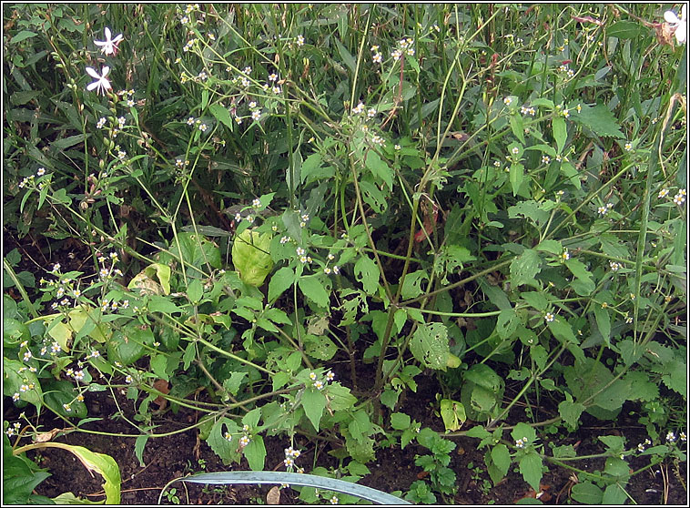 Shaggy Soldier, Galinsoga quadriradiata