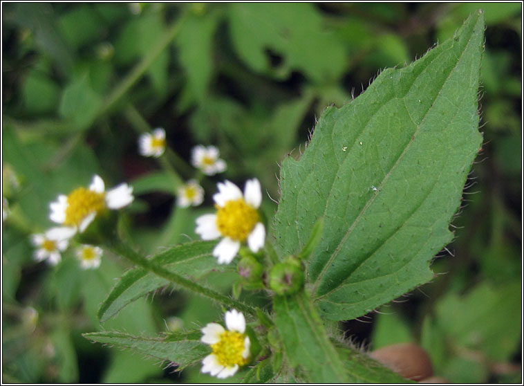 Shaggy Soldier, Galinsoga quadriradiata