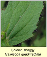 Soldier, shaggy, Galinsoga quadriradiata