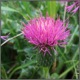 Dwarf Thistle, Cirsium acaule