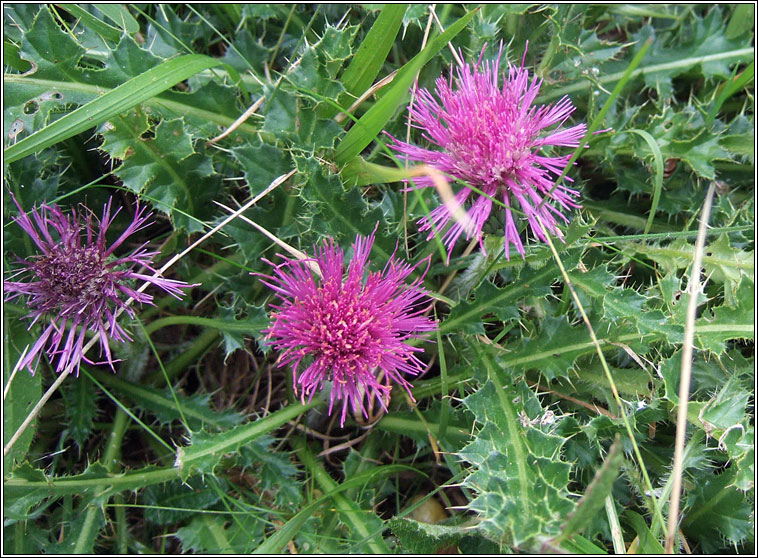 Dwarf Thistle, Cirsium acaule