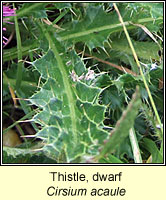 Thistle, Dwarf, Cirsium acaule