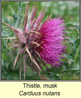 Thistle, Musk, Carduus nutans