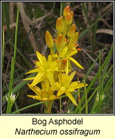 Bog Asphodel, Narthecium ossifragum