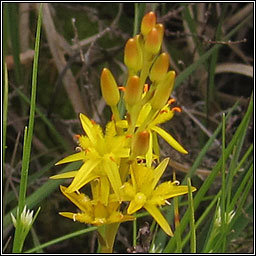 Bog Asphodel, Narthecium ossifragum