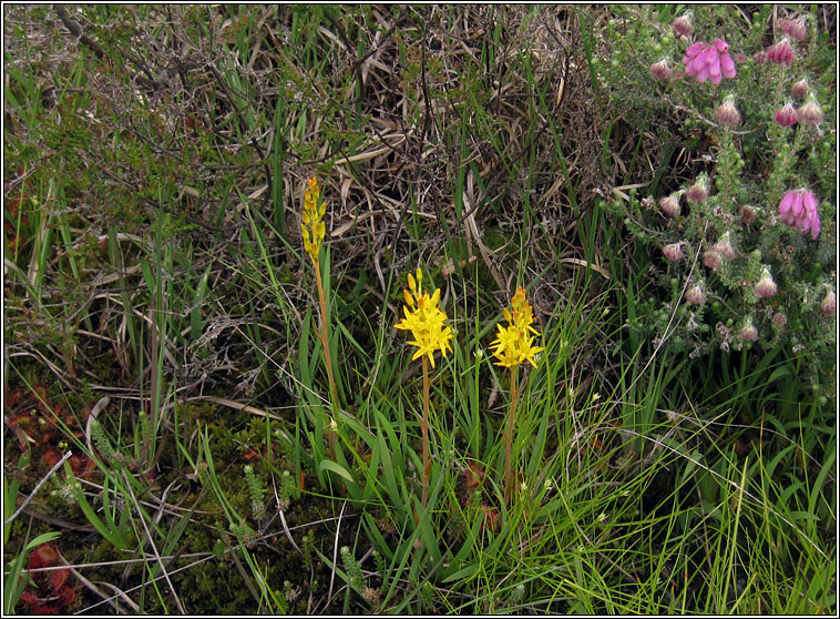 Bog Asphodel, Narthecium ossifragum