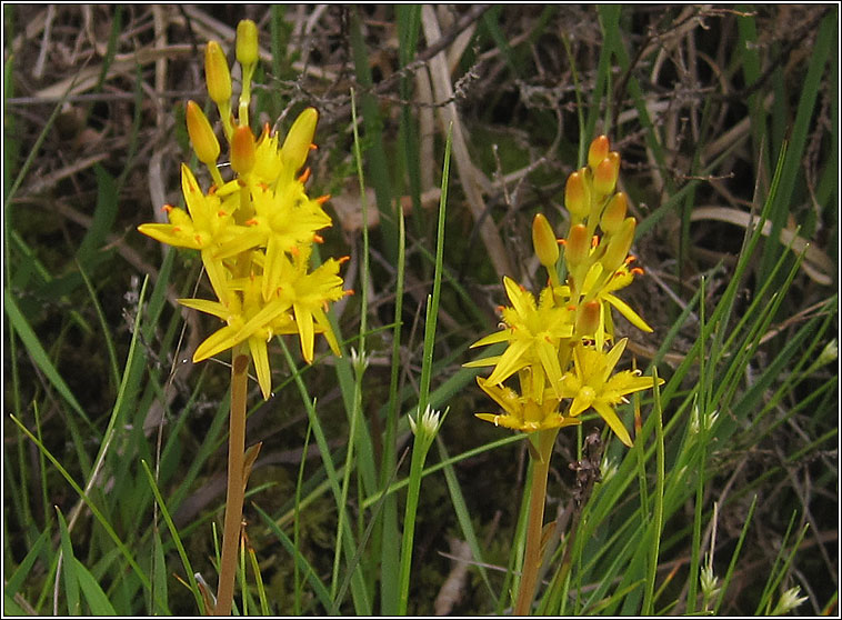 Bog Asphodel, Narthecium ossifragum