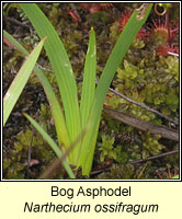 Bog Asphodel, Narthecium ossifragum