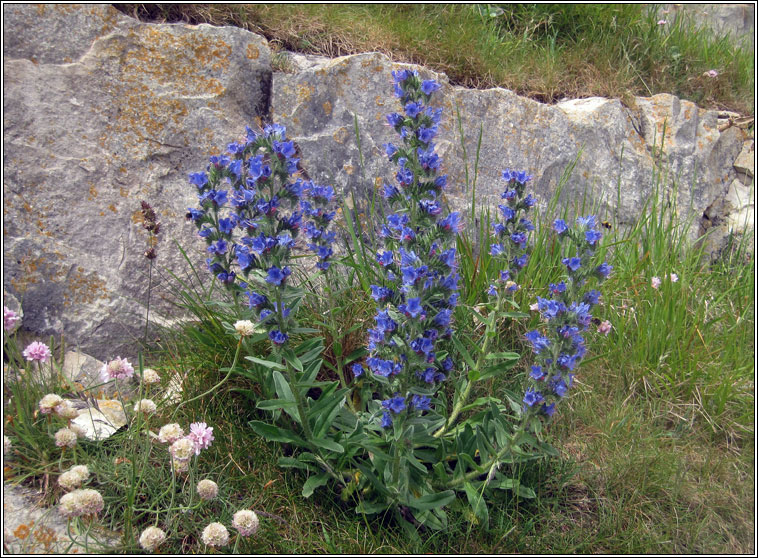 Viper's-bugloss, Echium vulgare