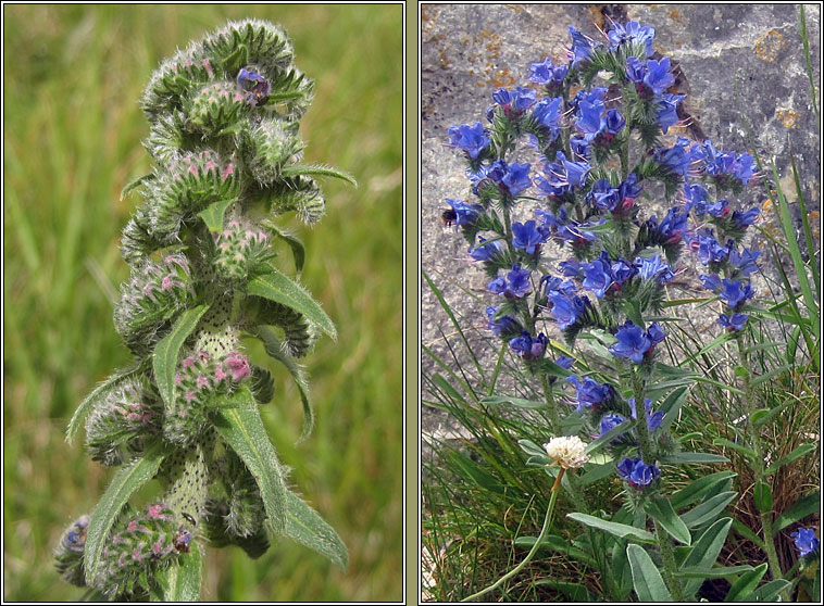 Viper's-bugloss, Echium vulgare