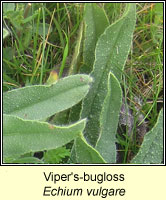 Viper's-bugloss, Echium vulgare