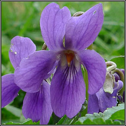 Sweet Violet, Viola odorata