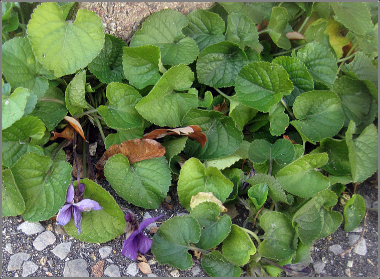 Sweet Violet, Viola odorata