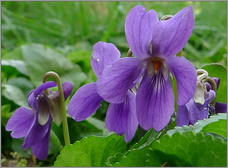 Sweet Violet, Viola odorata