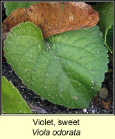 Violet, sweet, Viola odorata