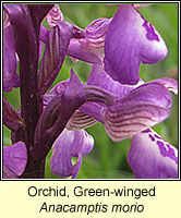 Orchid, green-winged, Anacamptis morio