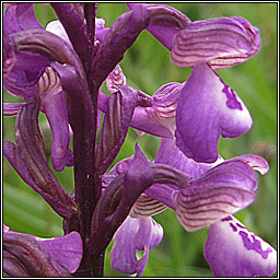 Green-winged Orchid, Anacamptis morio