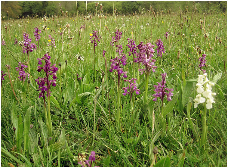 Green-winged Orchid, Anacamptis morio