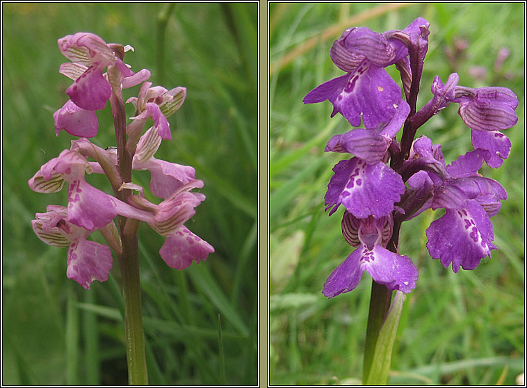 Green-winged Orchid, Anacamptis morio