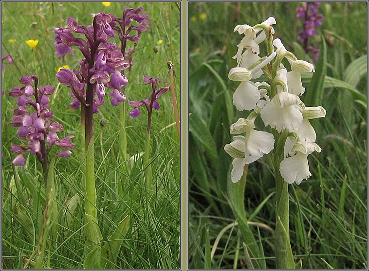 Green-winged Orchid, Anacamptis morio