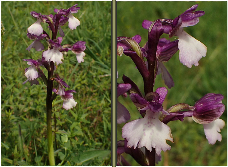 Green-winged Orchid, Anacamptis morio