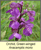 Orchid, green-winged, Anacamptis morio