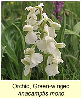 Orchid, green-winged, Anacamptis morio