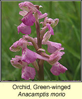 Orchid, green-winged, Anacamptis morio