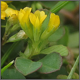 Slender Trefoil, Trifolium micranthum