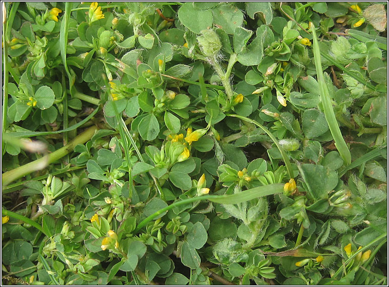 Slender Trefoil, Trifolium micranthum