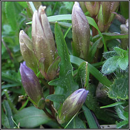 Early Gentian, Gentianella anglica