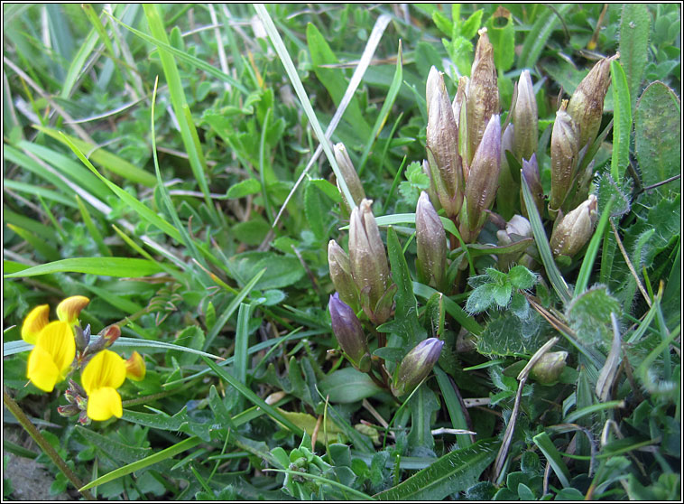 Early Gentian, Gentianella anglica