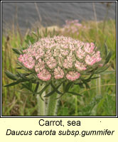 Carrot, sea, Daucus carota subsp gummifer