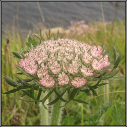 Sea Carrot, Daucus carota subsp gummifer