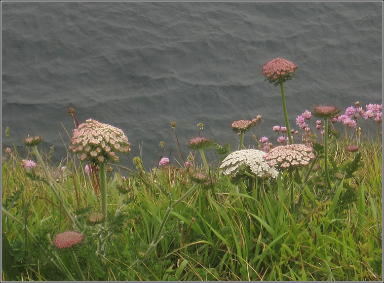 Sea Carrot, Daucus carota subsp gummifer