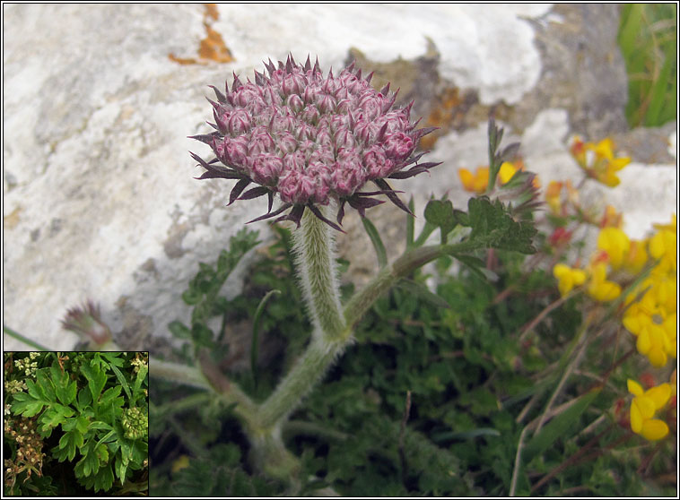 Sea Carrot, Daucus carota subsp gummifer