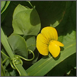 Yellow Vetchling, Lathyrus aphaca