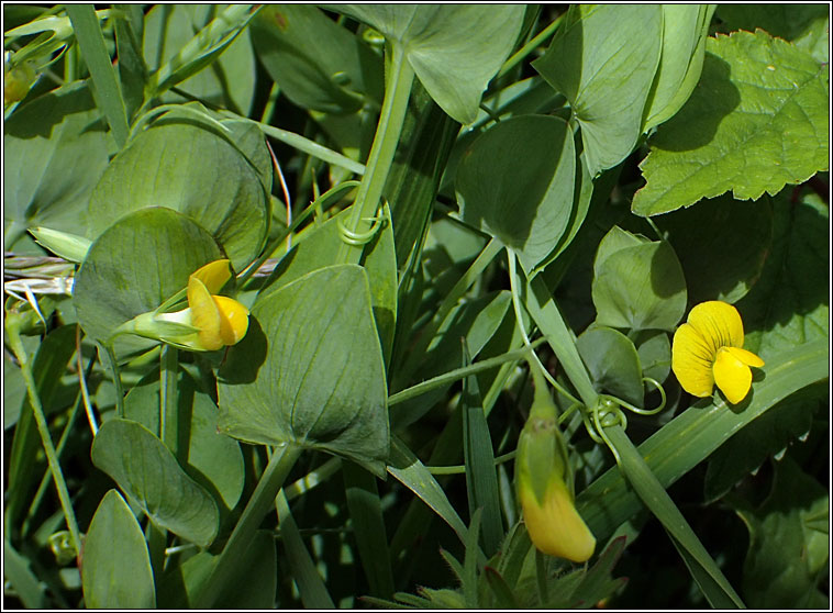 Yellow Vetchling, Lathyrus aphaca