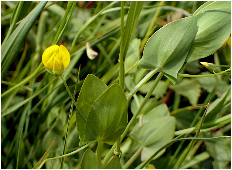 Yellow Vetchling, Lathyrus aphaca