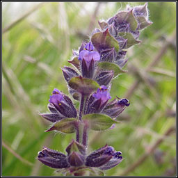 Wild Clary, Salvia verbenaca