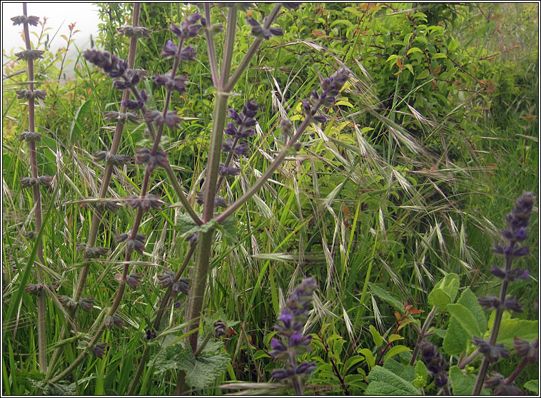 Wild Clary, Salvia verbenaca