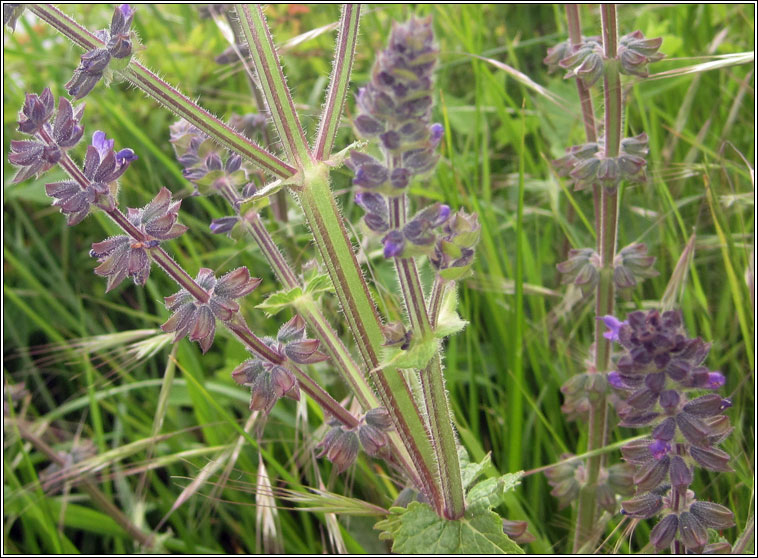 Wild Clary, Salvia verbenaca