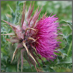 Musk Thistle, Carduus nutans