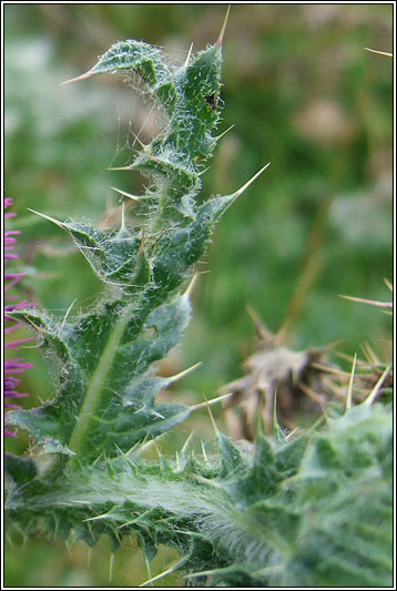 Musk Thistle, Carduus nutans