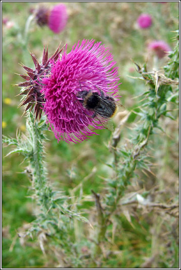 Musk Thistle, Carduus nutans