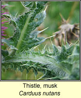 Thistle, Musk, Carduus nutans