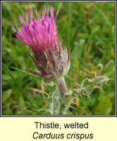 Thistle, Welted, Carduus crispus